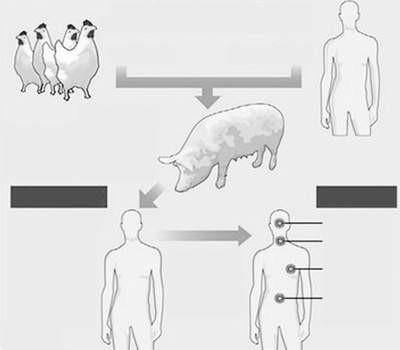 Đường lây truyền và biểu hiện cúm A/H1N1. Đường lây truyền và biểu hiện cúm A/H1N1.
