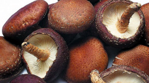 3. Giới Nấm (tên khoa học Fungi) bao gồm những sinh vật nhân chuẩn tự dương có thành tế bào bằng chitin. Phần lớn nấm phát triển dưới dang các sợi đa bào được gọi là sợi nấm (hyphae) tạo nên hệ sợi (mycelium), một số nấm khác lại phát triển dưới dạng đơn bào. Quá trình sinh sản (hữu tính hoặc vô tính) của nấm thường qua bào tử, được tạo ra trên những cấu trúc đặc biệt hay thể quả. 3. Giới Nấm (tên khoa học Fungi) bao gồm những sinh vật nhân chuẩn tự dương có thành tế bào bằng chitin. Phần lớn nấm phát triển dưới dang các sợi đa bào được gọi là sợi nấm (hyphae) tạo nên hệ sợi (mycelium), một số nấm khác lại phát triển dưới dạng đơn bào. Quá trình sinh sản (hữu tính hoặc vô tính) của nấm thường qua bào tử, được tạo ra trên những cấu trúc đặc biệt hay thể quả.