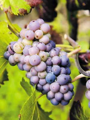 5. Nho: Các nhà nghiên cứu thuộc Viện tim mạch của trường Đại học Michigan, Mỹ cho biết, ăn nho có thể giúp bảo vệ tim chống lại bệnh huyết áp cao - hậu quả của chế độ ăn quá mặn - và làm giảm các bệnh về tim mạch. Kết quả thử nghiệm cho thấy, huyết áp của nhóm ăn bột nho giảm hơn so với nhóm kia, đồng thời tim cũng hoạt động tốt hơn và nhất là ít bị tổn thương hệ tim mạch.Theo tiến sĩ Steve Bolling, chuyên gia về tim mạch của trường Đại học Michigan khuyên rằng những người mắc bệnh huyết áp cao và các bệnh về tim mạch nên kết hợp việc ăn nhiều nho với các thuốc điều trị cũ. 5. Nho: Các nhà nghiên cứu thuộc Viện tim mạch của trường Đại học Michigan, Mỹ cho biết, ăn nho có thể giúp bảo vệ tim chống lại bệnh huyết áp cao - hậu quả của chế độ ăn quá mặn - và làm giảm các bệnh về tim mạch. Kết quả thử nghiệm cho thấy, huyết áp của nhóm ăn bột nho giảm hơn so với nhóm kia, đồng thời tim cũng hoạt động tốt hơn và nhất là ít bị tổn thương hệ tim mạch.Theo tiến sĩ Steve Bolling, chuyên gia về tim mạch của trường Đại học Michigan khuyên rằng những người mắc bệnh huyết áp cao và các bệnh về tim mạch nên kết hợp việc ăn nhiều nho với các thuốc điều trị cũ.