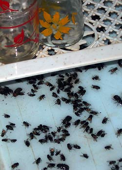 Làm giảm những nguồn thu hút ruồi từ nơi khác đến: Ruồi thường được thu hút bởi mùi phát ra từ các ổ đẻ của chúng, mùi sinh ra từ thức ăn cá, xương, đường mía, sữa, hoa quả lên men …Cần giảm và làm sạch những chất này. Làm giảm những nguồn thu hút ruồi từ nơi khác đến: Ruồi thường được thu hút bởi mùi phát ra từ các ổ đẻ của chúng, mùi sinh ra từ thức ăn cá, xương, đường mía, sữa, hoa quả lên men …Cần giảm và làm sạch những chất này.