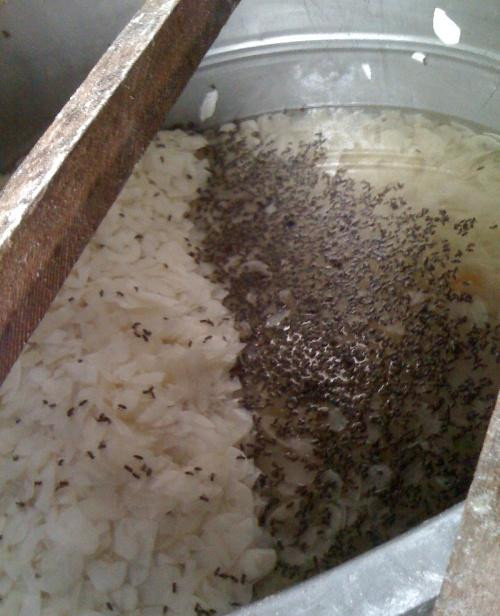 Những bệnh do ruồi truyền như kiết lỵ, tiêu chảy, thương hàn, tả và một số bệnh giun sán, nhiễm trùng mắt và một số bệnh ngoài da như mụn cóc, nấm, phong. Những bệnh do ruồi truyền như kiết lỵ, tiêu chảy, thương hàn, tả và một số bệnh giun sán, nhiễm trùng mắt và một số bệnh ngoài da như mụn cóc, nấm, phong.