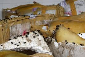 Ruồi nhà có sức sinh sản khá nhanh và mạnh, ruồi cái có thể đẻ đến 150 trứng trong vòng 5-6 ngày. Nên quần thể ruồi nhà có thể bùng phát số lượng trong vòng vài tuần. Ruồi nhà có sức sinh sản khá nhanh và mạnh, ruồi cái có thể đẻ đến 150 trứng trong vòng 5-6 ngày. Nên quần thể ruồi nhà có thể bùng phát số lượng trong vòng vài tuần.