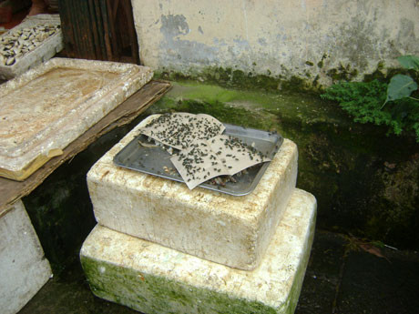 Quả thực, những vị khách bất đắc dĩ này sẽ gây quá nhiều phiền toái cho chúng ta và chính chúng làm cho bữa tiệc kém hấp dẫn và còn gây hậu quả nghiêm trọng thậm chí truyền dịch bệnh nguy hiểm như dịch tả. Quả thực, những vị khách bất đắc dĩ này sẽ gây quá nhiều phiền toái cho chúng ta và chính chúng làm cho bữa tiệc kém hấp dẫn và còn gây hậu quả nghiêm trọng thậm chí truyền dịch bệnh nguy hiểm như dịch tả.