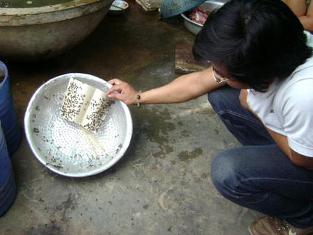 Khi ruồi nhiều quá nó sẽ gây rất khó chịu cho con người làm việc và nghỉ ngơi. Ruồi với chất bẩn mang trên thân, chân, vòi … làm bẩn nhà cửa, đồ đạc. Sự có mặt của chúng là dấu hiệu của điều kiện mất vệ sinh. Khi ruồi nhiều quá nó sẽ gây rất khó chịu cho con người làm việc và nghỉ ngơi. Ruồi với chất bẩn mang trên thân, chân, vòi … làm bẩn nhà cửa, đồ đạc. Sự có mặt của chúng là dấu hiệu của điều kiện mất vệ sinh.