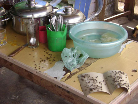 Ruồi thường tập trung ở các điểm tìm kiếm thức ăn, nơi giao phối, nơi đẻ trứng và nơi trú đậu. Ban đêm ruồi ưa đậu ở trần nhà và những cấu trúc treo cao khác, nhìn chung gần với nơi kiếm ăn, nơi đẻ và tránh được gió. Ruồi thường tập trung ở các điểm tìm kiếm thức ăn, nơi giao phối, nơi đẻ trứng và nơi trú đậu. Ban đêm ruồi ưa đậu ở trần nhà và những cấu trúc treo cao khác, nhìn chung gần với nơi kiếm ăn, nơi đẻ và tránh được gió.