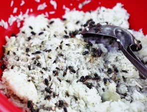 Làm tấm đậy các hố xí hở, và nên xây dựng những hố xí kín ở những khu dân cư. Rác rưởi và các chất thải hữu cơ cần làm sạch triệt để bằng cách thu dọn vào vật chứa, chuyên chở và xử lý đúng cách. Làm tấm đậy các hố xí hở, và nên xây dựng những hố xí kín ở những khu dân cư. Rác rưởi và các chất thải hữu cơ cần làm sạch triệt để bằng cách thu dọn vào vật chứa, chuyên chở và xử lý đúng cách.