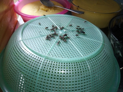 Ruồi mang mầm bệnh khi chúng kiếm ăn. Mầm bệnh có thể dính bề mặt ngòai cơ thể ruồi và có thể được nuốt vào trong dạ dày với thức ăn. Mầm bệnh được truyền đến người khi ruồi tiếp xúc với người và thức ăn Đa số mầm bệnh do ruồi truyền đều nhiễm trực tiếp qua đường thức ăn, nước uống … Ruồi mang mầm bệnh khi chúng kiếm ăn. Mầm bệnh có thể dính bề mặt ngòai cơ thể ruồi và có thể được nuốt vào trong dạ dày với thức ăn. Mầm bệnh được truyền đến người khi ruồi tiếp xúc với người và thức ăn Đa số mầm bệnh do ruồi truyền đều nhiễm trực tiếp qua đường thức ăn, nước uống …