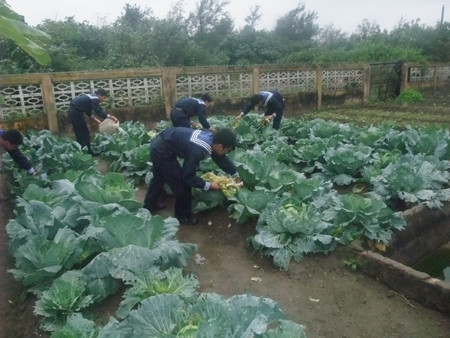 Những luống rau xanh tốt của cụm chiến đấu 3, Trung đoàn 952.