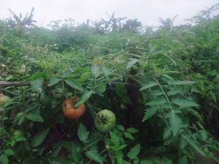 Vườn cà chua trĩu quả.