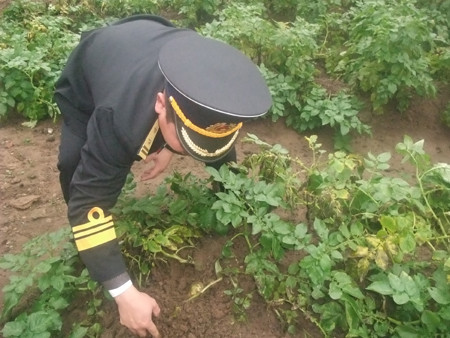 Năng suất rau củ, quả trên đảo không kém gì trồng ở đất liền.