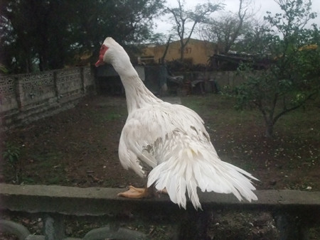 Trên đảo cũng nuôi được những chú ngan to thế này.