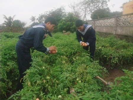 Cà chua phục vụ bữa ăn cho chiến sĩ.