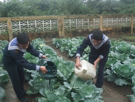 Những chiếc thùng tưới tự chế mang đến sức sống cho những vườn rau xanh.