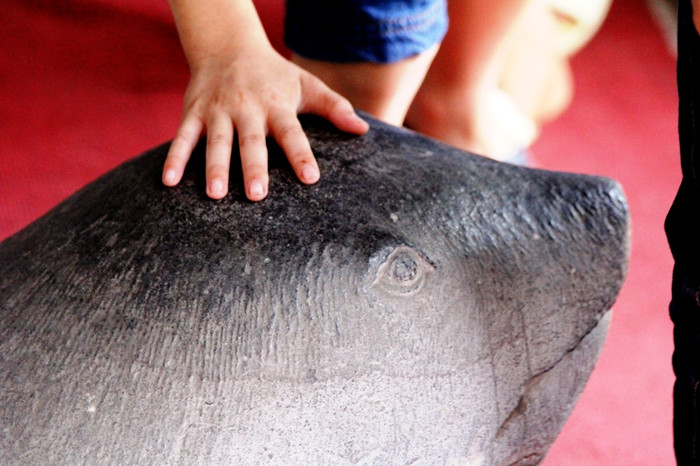 Đầu rùa đã nhẵn bóng vì cánh tay…