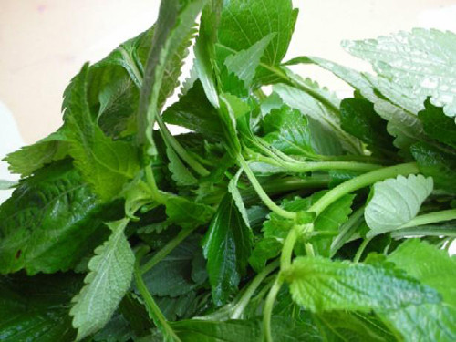 Thịt gà , rau kinh giới (nếu ăn cùng lúc cùng ngày sẽ bị phong ngứa) (Ảnh: ITN) Xem thêm: 10 điều cấm kỵ khi ăn dưa hấu Thịt gà , rau kinh giới (nếu ăn cùng lúc cùng ngày sẽ bị phong ngứa) (Ảnh: ITN) Xem thêm: 10 điều cấm kỵ khi ăn dưa hấu