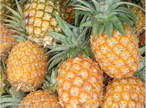 Bên cạnh đó, những vitamin C trong dứa có tác dụng ngăn chặn sự xâm nhập của vi khuẩn và các chất độc hại gây bệnh sâu răng.(Ảnh: IN) Xem thêm: Cảnh báo chị,em nội trợ: độc tố nguy hiểm "ẩn mình" trong thực phẩm / Hoa Ngọc Lan - "Thầy thuốc" chữa bệnh hiệu quả, bạn đã biết? Bên cạnh đó, những vitamin C trong dứa có tác dụng ngăn chặn sự xâm nhập của vi khuẩn và các chất độc hại gây bệnh sâu răng.(Ảnh: IN) Xem thêm: Cảnh báo chị,em nội trợ: độc tố nguy hiểm "ẩn mình" trong thực phẩm / Hoa Ngọc Lan - "Thầy thuốc" chữa bệnh hiệu quả, bạn đã biết?