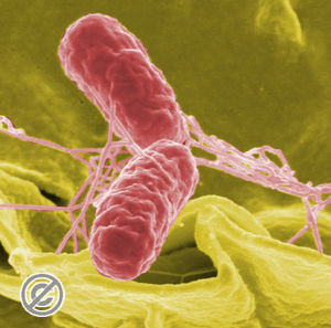 Vi khuẩn Samonella. Vi khuẩn Samonella.