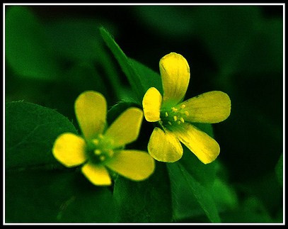 Bài 2: chua me đất hoa vàng 10g, trư linh 15g, bạch linh 15g, hoàng bá 9g, trạch tả 10g, quế chi 3g. Tất cả sấy khô, tán vụn, cho vào túi vải hãm với nước sôi trong bình kín, sau 15 phút thì dùng được, uống thay trà trong ngày. Xem thêm: Ăn những thực phẩm này, coi chừng bị "tẩy chay" vì... hôi miệng Bài 2: chua me đất hoa vàng 10g, trư linh 15g, bạch linh 15g, hoàng bá 9g, trạch tả 10g, quế chi 3g. Tất cả sấy khô, tán vụn, cho vào túi vải hãm với nước sôi trong bình kín, sau 15 phút thì dùng được, uống thay trà trong ngày. Xem thêm: Ăn những thực phẩm này, coi chừng bị "tẩy chay" vì... hôi miệng