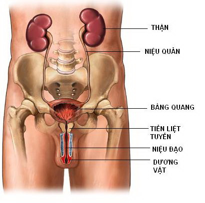 Với thể bàng quang thấp nhiệt: Triệu chứng: tiểu tiện buốt, dắt, có cảm giác nóng trong dương vật, không thông thoáng, nước tiểu màu vàng thậm chí có thể bí tiểu, bụng dưới trướng đau, chất lưỡi đỏ, rêu lưỡi vàng dính. Có thể dùng một trong các món ăn - bài thuốc sau: Xem thêm: Ăn những thực phẩm này, coi chừng bị "tẩy chay" vì... hôi miệng Với thể bàng quang thấp nhiệt: Triệu chứng: tiểu tiện buốt, dắt, có cảm giác nóng trong dương vật, không thông thoáng, nước tiểu màu vàng thậm chí có thể bí tiểu, bụng dưới trướng đau, chất lưỡi đỏ, rêu lưỡi vàng dính. Có thể dùng một trong các món ăn - bài thuốc sau: Xem thêm: Ăn những thực phẩm này, coi chừng bị "tẩy chay" vì... hôi miệng