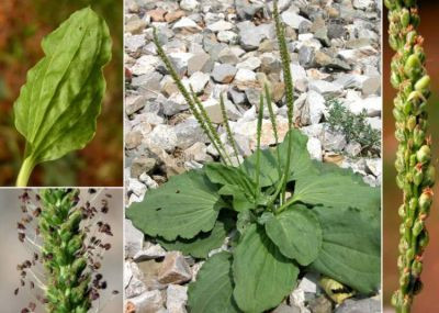 Bài 3: bông mã đề 12g, cỏ nhọ nồi 15g, thiên thảo căn 20g. Tất cả sấy khô, tán vụn, hãm với nước sôi uống thay trà trong ngày. Xem thêm: Ăn những thực phẩm này, coi chừng bị "tẩy chay" vì... hôi miệng Bài 3: bông mã đề 12g, cỏ nhọ nồi 15g, thiên thảo căn 20g. Tất cả sấy khô, tán vụn, hãm với nước sôi uống thay trà trong ngày. Xem thêm: Ăn những thực phẩm này, coi chừng bị "tẩy chay" vì... hôi miệng