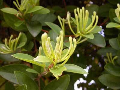 Bạc hà 6g, kim ngân hoa 10g, cúc hoa 12g, kinh giới 6g. Sắc lấy nước uống. Trị cảm do phong nhiệt. Xem thêm: Cảnh báo chị,em nội trợ: độc tố nguy hiểm "ẩn mình" trong thực phẩm / Hoa Ngọc Lan - "Thầy thuốc" chữa bệnh hiệu quả, bạn đã biết?