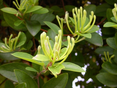 Bạc hà 6g, kim ngân hoa 10g, cúc hoa 12g, kinh giới 6g. Sắc lấy nước uống. Trị cảm do phong nhiệt. Xem thêm: Cảnh báo chị,em nội trợ: độc tố nguy hiểm "ẩn mình" trong thực phẩm / Hoa Ngọc Lan - "Thầy thuốc" chữa bệnh hiệu quả, bạn đã biết? Bạc hà 6g, kim ngân hoa 10g, cúc hoa 12g, kinh giới 6g. Sắc lấy nước uống. Trị cảm do phong nhiệt. Xem thêm: Cảnh báo chị,em nội trợ: độc tố nguy hiểm "ẩn mình" trong thực phẩm / Hoa Ngọc Lan - "Thầy thuốc" chữa bệnh hiệu quả, bạn đã biết?