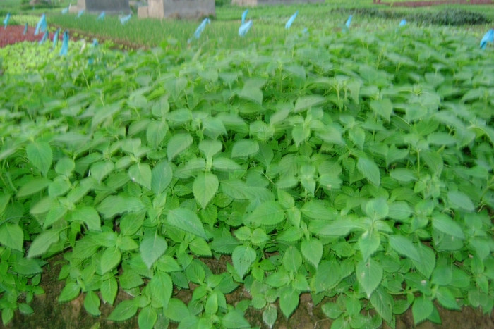 Liên kiều 8g, cát cánh 8g, trúc diệp 8g, kinh giới 6g, đạm đậu xị 10g, ngưu bàng tử 10g, kim ngân hoa 10g, bạc hà 6g, cam thảo 2g. Sắc lấy nước uống. Liên kiều 8g, cát cánh 8g, trúc diệp 8g, kinh giới 6g, đạm đậu xị 10g, ngưu bàng tử 10g, kim ngân hoa 10g, bạc hà 6g, cam thảo 2g. Sắc lấy nước uống.