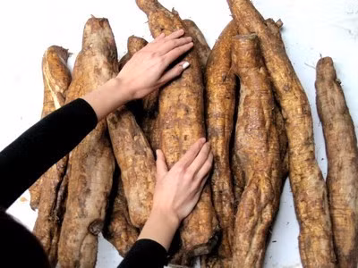 Các loại nước uống tốt cho sức khỏe mùa hè bằng hoa lá quanh nhà: Rễ cỏ ranh 12g, củ sắn dây 10g sắc lấy nước uống. Ngoài tác dụng giúp thanh nhiệt, bài thuốc có tác dụng giúp giải độc rượu, chảy máu cam do nhiệt. Xem thêm: Cảnh báo chị,em nội trợ: độc tố nguy hiểm "ẩn mình" trong thực phẩm / Hoa Ngọc Lan - "Thầy thuốc" chữa bệnh hiệu quả, bạn đã biết?