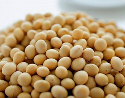 Ít người không biết đậu nành là loại thực phẩm giàu dinh dưỡng bậc nhất trong nhóm cây họ đậu. Ít người không biết đậu nành là loại thực phẩm giàu dinh dưỡng bậc nhất trong nhóm cây họ đậu.