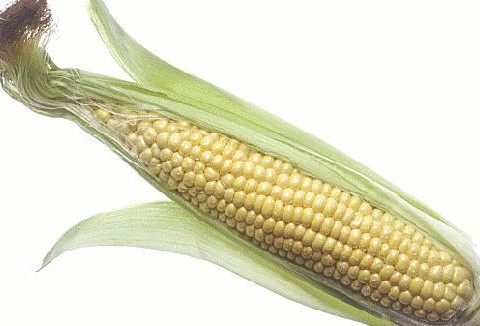 Tốt cho mắt: Bắp ngô cũng giàu beta-carotenoid và folate, cả hai chất này giúp làm chậm quá trình suy thoái điểm vàng liên quan đến tuổi tác. Các nhà khoa học phát hiện thấy, beta-carotenoid trong bắp khi đi vào cơ thể sẽ chuyển thành vitamin A với tỷ lệ cao hơn so với những loại rau củ khác. Mà chúng ta biết rằng, Vitamin A rất cần thiết cho “cửa sổ tâm hồn” vì nó giúp sáng mắt. Xem thêm: Mướp đắng và những bài thuốc quý chữa bệnh