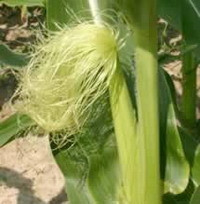 Nên uống một tách trà râu bắp mỗi ngày 3 lần, có thể uống liên tiếp trong một tuần. Điều quan trọng cần chú ý là những người đang dùng các thuốc lợi tiểu như furosemide (tên thương mại Lasix) thì không nên uống trà râu bắp. Xem thêm: Mướp đắng và những bài thuốc quý chữa bệnh