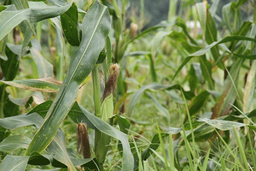 Trong thực tế , ở nông thôn , vào vụ thu hoạch ngô có rất nhiều râu ngô bị bỏ đi. Việc sử dụng nước luộc ngô cũng tận dụng được một ít râu ngô có trong các bắp ngô luộc. Nhiều người thường thu mua râu ngô, phơi khô để dùng dần. Cách đơn giản là làm nuớc sắc hay nước hãm râu ngô như đã giới thiệu ở trên. Xem thêm: Mướp đắng và những bài thuốc quý chữa bệnh