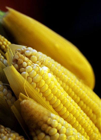 Chống ung thư hiệu quả: Trong hạt ngô có chứa rất nhiều chất beta-cryptoxanthin, một loại carotenoid có tác dụng chống oxi hóa, giúp ngăn ung thư phổi hiệu quả. Một nghiên cứu kéo dài nhiều năm ở 63.000 người trưởng thành tại Trung Quốc cho thấy, những người có chế độ ăn nhiều beta-cryptoxanthin giảm được 27% nguy cơ ung thư phổi. Xem thêm: Mướp đắng và những bài thuốc quý chữa bệnh