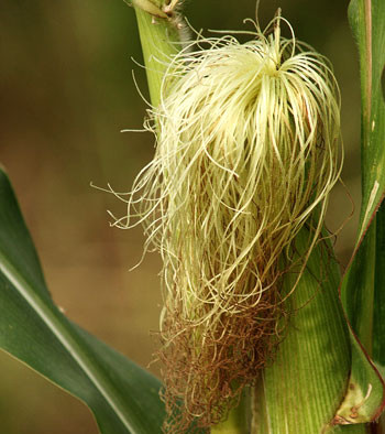 Râu bắp đem lại nhiều lợi ích cho sức khỏe. Cách sử dụng cũng đơn giản vì không cần làm gì hết, chỉ... giữ lại râu bắp trước khi nấu bắp Xem thêm: Mướp đắng và những bài thuốc quý chữa bệnh