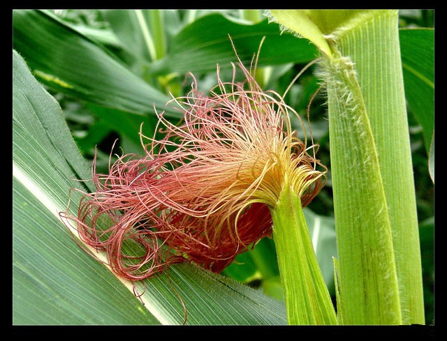 Trà râu bắp rất có công hiệu trong việc điều trị các bệnh nhiễm trùng đường tiểu, viêm bàng quang và những rối loạn chức năng thận. Ngoài ra, trà râu bắp còn có tác dụng làm hạ huyết áp, giảm các cơn đau do viêm khớp, trị chứng vàng da, bảo vệ tiền liệt tuyến. Nước trà râu bắp, nếu bôi lên da sẽ giúp vết thương mau lành. Xem thêm: Mướp đắng và những bài thuốc quý chữa bệnh