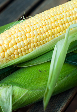 Chỉ số đường huyết của ngô thấp giúp giảm lượng đường huyết trong máu. Chất xơ cũng giúp làm chậm quá trình chuyển hóa thức ăn thành đường, từ đó giúp hạ thấp nồng độ đường trong máu. Xem thêm: Mướp đắng và những bài thuốc quý chữa bệnh