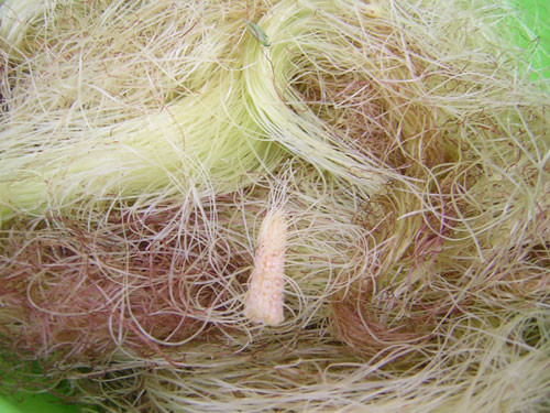 Thường xuyên dùng nước luộc râu ngô lâu dài cho người bị bệnh sỏi thận hay sỏi bàng quang và niệu quản sẽ làm tan các loại sỏi tạo thành do urat, phosphat, carbonat. Xem thêm: Mướp đắng và những bài thuốc quý chữa bệnh