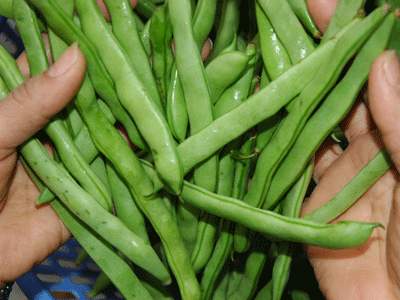 Từ khi khai hoa, kết trái người trồng bắt đầu phun thuốc, vài ngày lại phun một lần. Vì vậy, lượng thuốc trừ sâu sẽ không kịp phân giải hết và có thể ngấm vào bên trong qua lớp vỏ rất mỏng của quả. Khi người tiêu dùng mua về, dù có ngâm, rửa kỹ thì cũng chỉ hạn chế được phần nào độc tố chứ không loại trừ hết được.(Ảnh: ITN) Xem thêm: "Thần dược" quanh ta: Ngô bắp ngon, rẻ và chống ung thư hiệu quả Từ khi khai hoa, kết trái người trồng bắt đầu phun thuốc, vài ngày lại phun một lần. Vì vậy, lượng thuốc trừ sâu sẽ không kịp phân giải hết và có thể ngấm vào bên trong qua lớp vỏ rất mỏng của quả. Khi người tiêu dùng mua về, dù có ngâm, rửa kỹ thì cũng chỉ hạn chế được phần nào độc tố chứ không loại trừ hết được.(Ảnh: ITN) Xem thêm: "Thần dược" quanh ta: Ngô bắp ngon, rẻ và chống ung thư hiệu quả