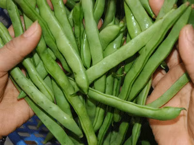 Từ khi khai hoa, kết trái người trồng bắt đầu phun thuốc, vài ngày lại phun một lần. Vì vậy, lượng thuốc trừ sâu sẽ không kịp phân giải hết và có thể ngấm vào bên trong qua lớp vỏ rất mỏng của quả. Khi người tiêu dùng mua về, dù có ngâm, rửa kỹ thì cũng chỉ hạn chế được phần nào độc tố chứ không loại trừ hết được.(Ảnh: ITN) Xem thêm: "Thần dược" quanh ta: Ngô bắp ngon, rẻ và chống ung thư hiệu quả Từ khi khai hoa, kết trái người trồng bắt đầu phun thuốc, vài ngày lại phun một lần. Vì vậy, lượng thuốc trừ sâu sẽ không kịp phân giải hết và có thể ngấm vào bên trong qua lớp vỏ rất mỏng của quả. Khi người tiêu dùng mua về, dù có ngâm, rửa kỹ thì cũng chỉ hạn chế được phần nào độc tố chứ không loại trừ hết được.(Ảnh: ITN) Xem thêm: "Thần dược" quanh ta: Ngô bắp ngon, rẻ và chống ung thư hiệu quả