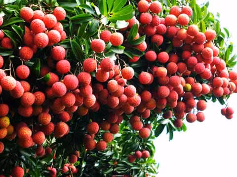 Nhưng đối với những người dễ nhiễm cảm, có đờm, lên thủy đậu thì vải lại trở thành độc dược không nên ăn. Bởi nó sẽ làm bệnh nặng hơn và có thể gây nên những biến chứng. Ngay cả đối với người bình thường thì ăn quá nhiều vải sẽ bị váng đầu, buồn nôn, ra mồ hôi lạnh. (Ảnh: XH) Xem thêm: "Thần dược" quanh ta: Ngô bắp ngon, rẻ và chống ung thư hiệu quả Nhưng đối với những người dễ nhiễm cảm, có đờm, lên thủy đậu thì vải lại trở thành độc dược không nên ăn. Bởi nó sẽ làm bệnh nặng hơn và có thể gây nên những biến chứng. Ngay cả đối với người bình thường thì ăn quá nhiều vải sẽ bị váng đầu, buồn nôn, ra mồ hôi lạnh. (Ảnh: XH) Xem thêm: "Thần dược" quanh ta: Ngô bắp ngon, rẻ và chống ung thư hiệu quả