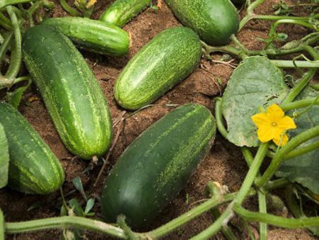 Dưa chuột: Cũng nằm trong danh sách như đậu đỗ, dưa chuột luôn phải “sống” với nhiều loại thuốc kích thích, thuốc trừ sâu ngay từ khi mới bắt đầu mọc lên. (Ảnh: GOV) Xem thêm: "Thần dược" quanh ta: Ngô bắp ngon, rẻ và chống ung thư hiệu quả Dưa chuột: Cũng nằm trong danh sách như đậu đỗ, dưa chuột luôn phải “sống” với nhiều loại thuốc kích thích, thuốc trừ sâu ngay từ khi mới bắt đầu mọc lên. (Ảnh: GOV) Xem thêm: "Thần dược" quanh ta: Ngô bắp ngon, rẻ và chống ung thư hiệu quả