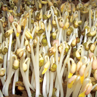 Tuy nhiên, hiện nay những người làm giá đỗ đã sử dụng một số loại thuốc kích thích, urê để cho nó vươn tốt hơn, năng suất hơn vì thế sẽ rất độc khi ăn giá đỗ. Nhiều người ăn giá đỗ xong thì thấy có triệu chứng đau bụng ngay sau đó.(Ảnh: ITN) Xem thêm: "Thần dược" quanh ta: Ngô bắp ngon, rẻ và chống ung thư hiệu quả Tuy nhiên, hiện nay những người làm giá đỗ đã sử dụng một số loại thuốc kích thích, urê để cho nó vươn tốt hơn, năng suất hơn vì thế sẽ rất độc khi ăn giá đỗ. Nhiều người ăn giá đỗ xong thì thấy có triệu chứng đau bụng ngay sau đó.(Ảnh: ITN) Xem thêm: "Thần dược" quanh ta: Ngô bắp ngon, rẻ và chống ung thư hiệu quả