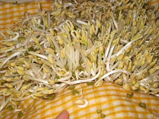 Nếu loại rau này được làm theo một cách thông thường chỉ là ngâm - ủ truyền thống thì rất sạch sẽ. (Ảnh: ITN) Xem thêm: "Thần dược" quanh ta: Ngô bắp ngon, rẻ và chống ung thư hiệu quả Nếu loại rau này được làm theo một cách thông thường chỉ là ngâm - ủ truyền thống thì rất sạch sẽ. (Ảnh: ITN) Xem thêm: "Thần dược" quanh ta: Ngô bắp ngon, rẻ và chống ung thư hiệu quả