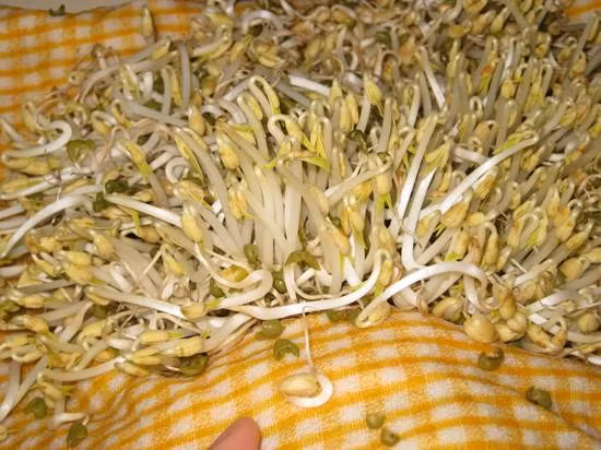 Nếu loại rau này được làm theo một cách thông thường chỉ là ngâm - ủ truyền thống thì rất sạch sẽ. (Ảnh: ITN) Xem thêm: "Thần dược" quanh ta: Ngô bắp ngon, rẻ và chống ung thư hiệu quả Nếu loại rau này được làm theo một cách thông thường chỉ là ngâm - ủ truyền thống thì rất sạch sẽ. (Ảnh: ITN) Xem thêm: "Thần dược" quanh ta: Ngô bắp ngon, rẻ và chống ung thư hiệu quả