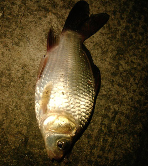 Người ta cứ bảo ăn cháo cá chép con sẽ thông minh và đẹp, nhất là môi đỏ này nọ. Em thì thấy rằng con sinh ra đẹp hay xấu hay gì đó là do di truyền. Người ta cứ bảo ăn cháo cá chép con sẽ thông minh và đẹp, nhất là môi đỏ này nọ. Em thì thấy rằng con sinh ra đẹp hay xấu hay gì đó là do di truyền.