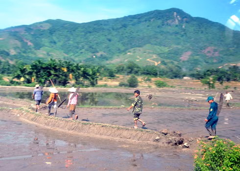 Bộ đội về giúp người dân gieo sạ lúa vụ mùa hè thu. Xem thêm: Những “cặp đôi không hoàn hảo" dễ khiến người ăn... nhập viện