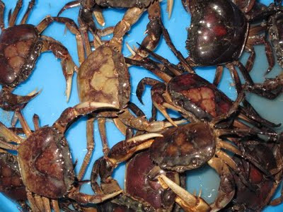 Một số thử nghiệm trong phòng nghiên cứu ở Nhật ghi nhận, dung dịch trích bằng ether hay ethanol từ cua đồng có hoạt tính làm hạ huyết áp ở mèo, làm co thắt bắp thịt tử cung nơi chuột, đồng thời kích thích sự bài tiết của các hạch nội tiết.(Ảnh: In) Xem thêm: Cảm kích: Cùng ăn, cùng ở với dân vùng có bệnh viêm da lạ Một số thử nghiệm trong phòng nghiên cứu ở Nhật ghi nhận, dung dịch trích bằng ether hay ethanol từ cua đồng có hoạt tính làm hạ huyết áp ở mèo, làm co thắt bắp thịt tử cung nơi chuột, đồng thời kích thích sự bài tiết của các hạch nội tiết.(Ảnh: In) Xem thêm: Cảm kích: Cùng ăn, cùng ở với dân vùng có bệnh viêm da lạ