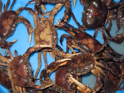 Một số thử nghiệm trong phòng nghiên cứu ở Nhật ghi nhận, dung dịch trích bằng ether hay ethanol từ cua đồng có hoạt tính làm hạ huyết áp ở mèo, làm co thắt bắp thịt tử cung nơi chuột, đồng thời kích thích sự bài tiết của các hạch nội tiết.(Ảnh: In) Xem thêm: Cảm kích: Cùng ăn, cùng ở với dân vùng có bệnh viêm da lạ