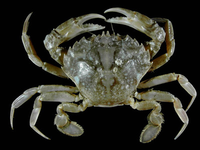 Về dược tính: trong Lĩnh nam bản thảo, Hải Thượng Lãn Ông ghi: “Điền giải là tên gọi cua đồng. Ngọt lạnh, ít độc hay sinh phong. Nối gân, tiếp xương, chữa phong nhiệt. Trừ mụn độc lở, huyết kết thông”.(Ảnh: In) Xem thêm: Cảm kích: Cùng ăn, cùng ở với dân vùng có bệnh viêm da lạ Về dược tính: trong Lĩnh nam bản thảo, Hải Thượng Lãn Ông ghi: “Điền giải là tên gọi cua đồng. Ngọt lạnh, ít độc hay sinh phong. Nối gân, tiếp xương, chữa phong nhiệt. Trừ mụn độc lở, huyết kết thông”.(Ảnh: In) Xem thêm: Cảm kích: Cùng ăn, cùng ở với dân vùng có bệnh viêm da lạ