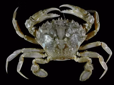 Về dược tính: trong Lĩnh nam bản thảo, Hải Thượng Lãn Ông ghi: “Điền giải là tên gọi cua đồng. Ngọt lạnh, ít độc hay sinh phong. Nối gân, tiếp xương, chữa phong nhiệt. Trừ mụn độc lở, huyết kết thông”.(Ảnh: In) Xem thêm: Cảm kích: Cùng ăn, cùng ở với dân vùng có bệnh viêm da lạ